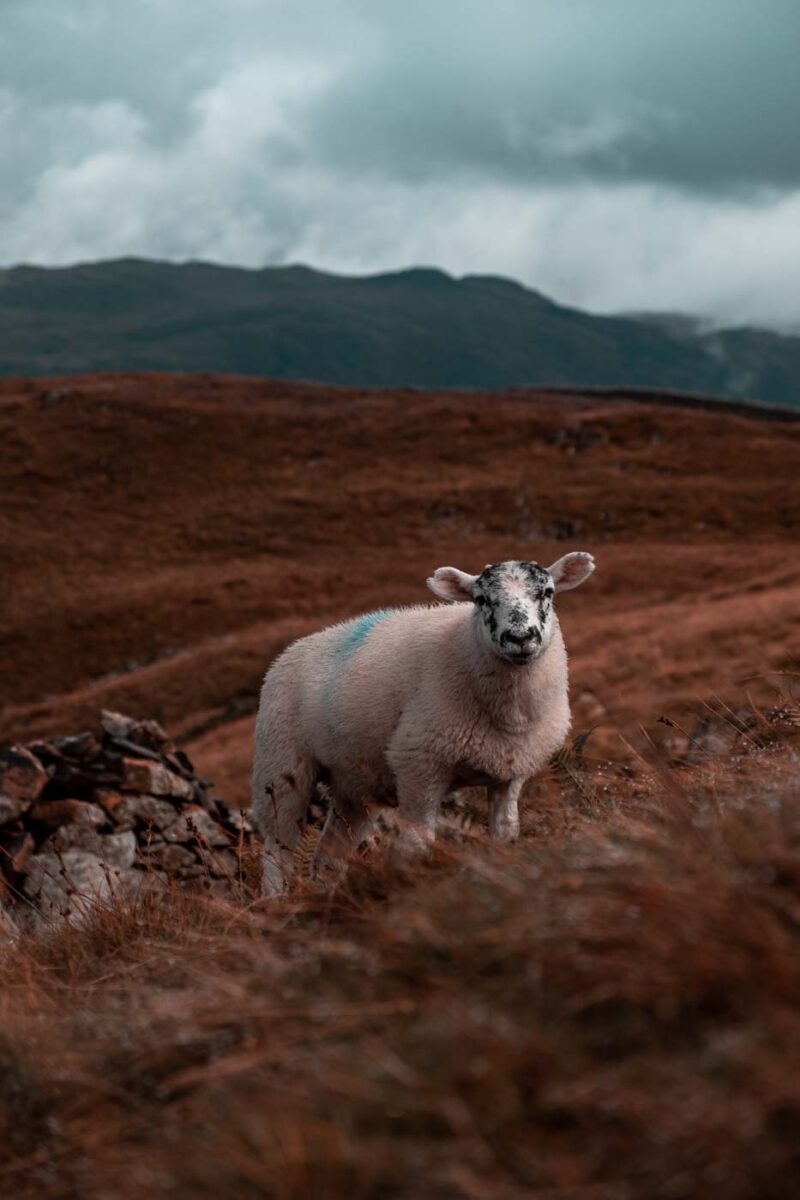 20210815 Lake District 099