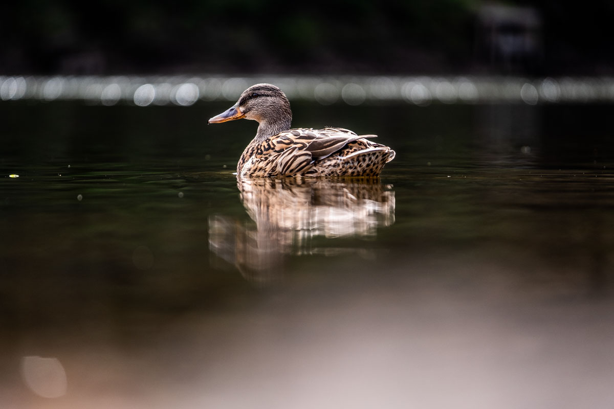One of the ducks at Ironbridge bobbing around on the River Severn.

Things to Do in Ironbridge Gorge.