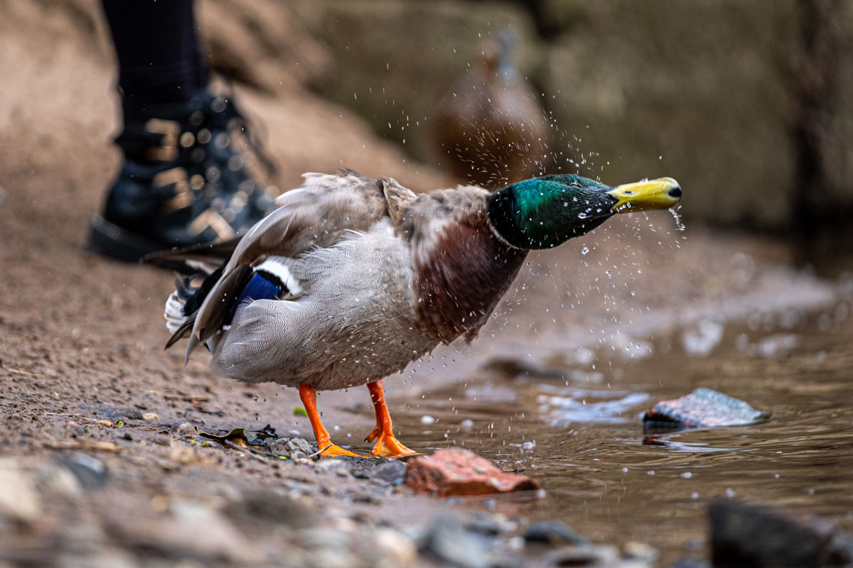 One of the ducks at Ironbridge shaking off some water.

Things to Do in Ironbridge Gorge.