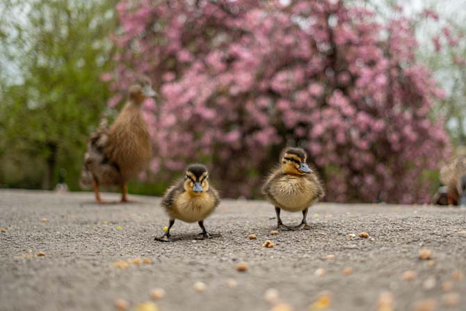 Picture of two ducklings in Bakewell.