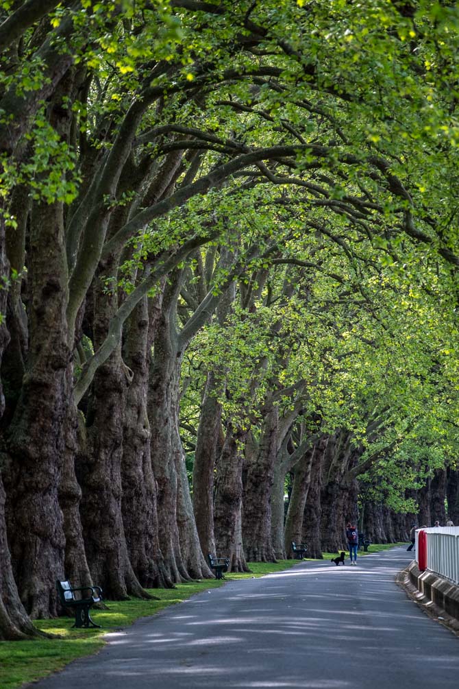 A row of beautiful trees overhanging the Thames Path in Wandsworth Park