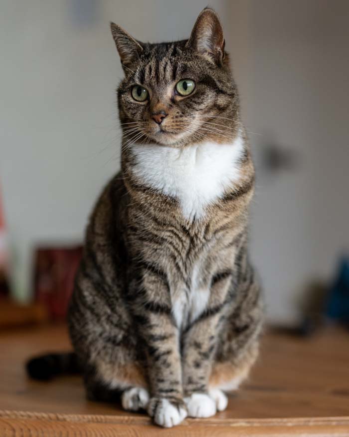 20221203 Sigma 56mm f1.4 Fujifilm 001