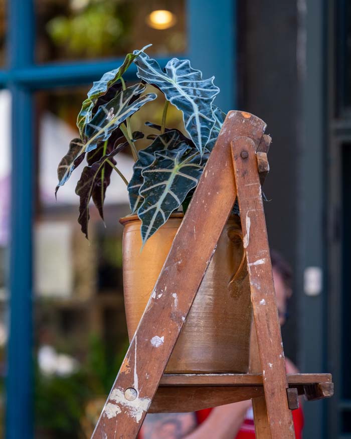 Columbia Road Flower Market London 011