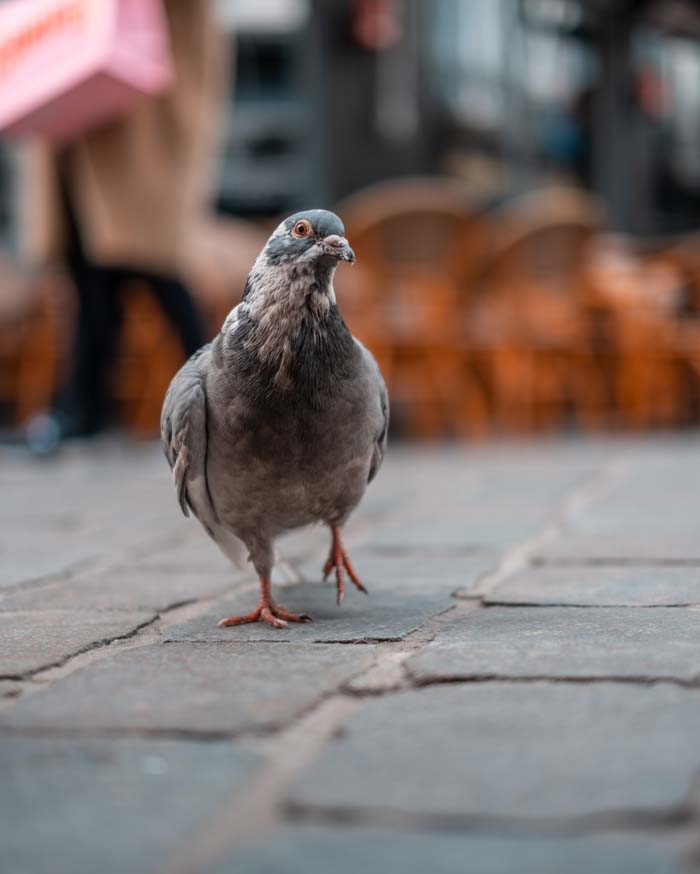20230316 Fujifilm X T5 Review 031